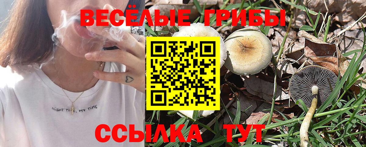 Звенигород  Псилоцибиновые грибы прущие грибы  Вход с VPN 